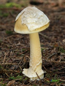IMG_3519.JPG