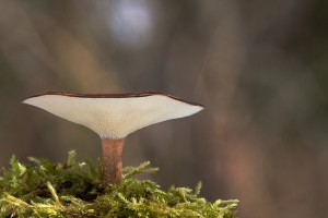 IMG_3600.jpg