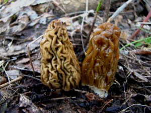 IMG_3701.jpg