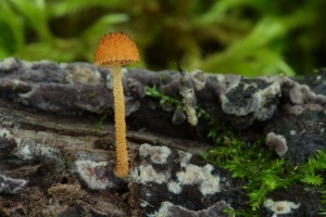 IMG_3702b.jpg