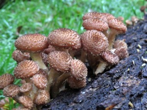 IMG_3740.jpg