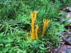 IMG_3751.jpg