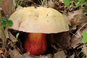 IMG_3778.jpg