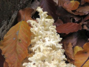 IMG_3993.jpg