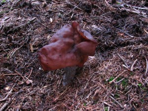 IMG_3994_1.jpg
