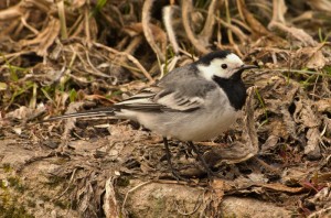 IMG_4105.jpg