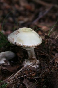 IMG_4106.jpg