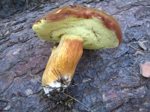 IMG_4536.jpg