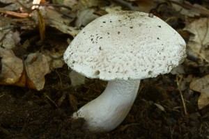 IMG_4749.jpg