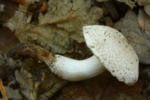 IMG_4759.jpg
