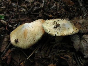 IMG_4972.jpg
