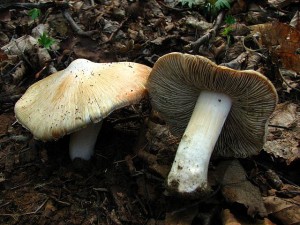 IMG_4976.jpg