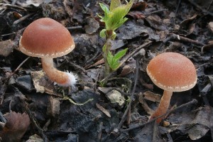 IMG_4981.jpg