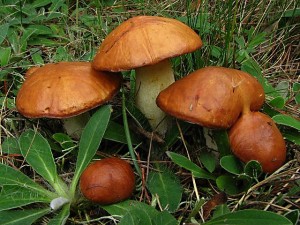 IMG_4987.jpg