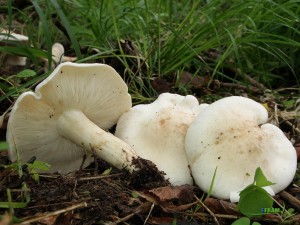 IMG_4995.JPG