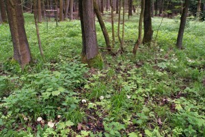 IMG_5000.JPG