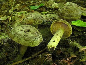 IMG_5005.jpg