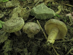 IMG_5013.jpg