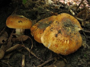 IMG_5335.jpg