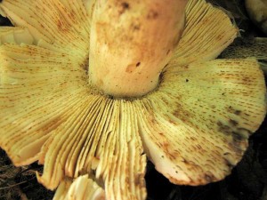 IMG_5343.jpg