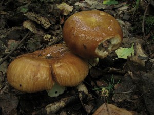 IMG_5494.jpg