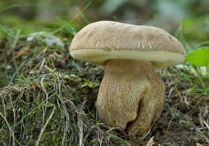 IMG_5519.jpg