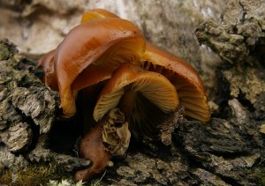 IMG_5554.jpg