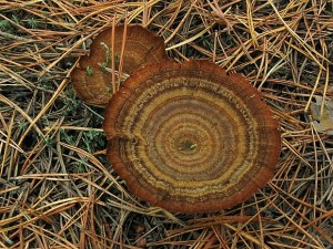 IMG_5586.jpg