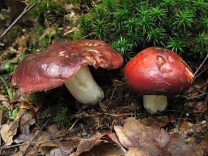 IMG_5781.jpg