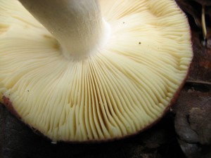 IMG_5784.jpg