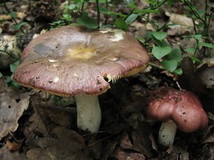 IMG_5800.jpg