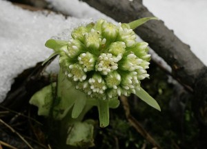 IMG_5933.jpg