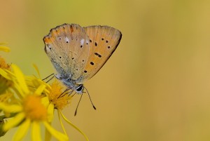 IMG_5950.jpg