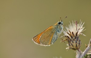 IMG_5990.jpg