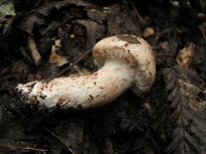 IMG_6074.jpg