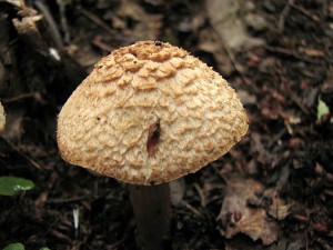 IMG_6075.jpg