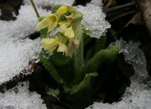 IMG_6111.jpg
