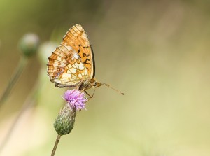 IMG_6118.jpg