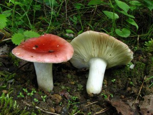 IMG_6143.jpg