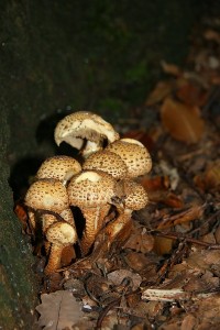 IMG_6143.jpg