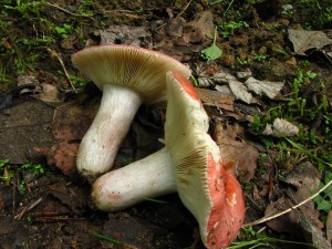IMG_6151.jpg