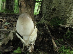 IMG_6159.jpg