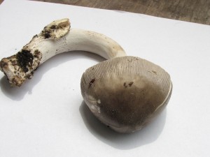 IMG_6169.jpg