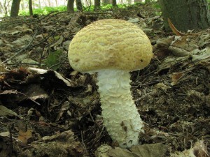 IMG_6195.jpg