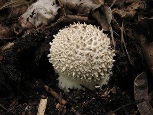 IMG_6201.jpg