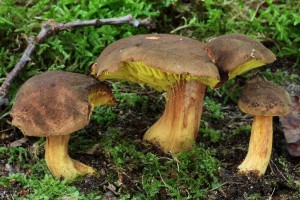 IMG_6204.jpg