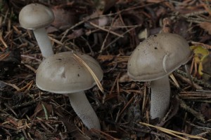 IMG_6215.JPG