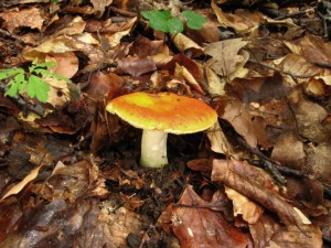 IMG_6228_1.jpg