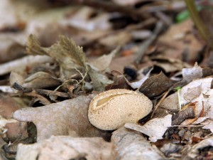 IMG_6259.jpg