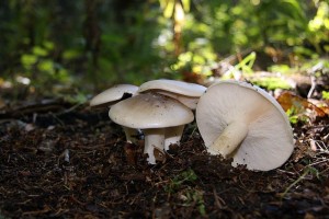 IMG_6265.jpg